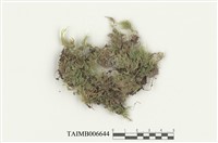 藏品(異貓尾苔)的圖片